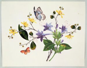 Blomsterstudie og insekter